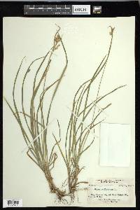 Carex pallescens image