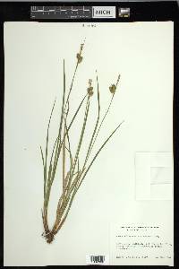 Carex pallescens image