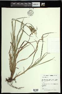 Carex pallescens image