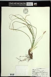 Carex picta image