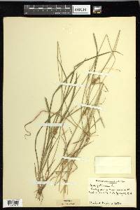 Carex pallescens image