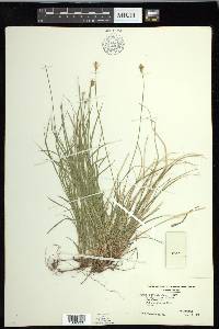 Carex peckii image