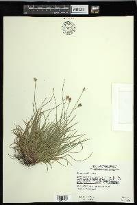 Carex peckii image