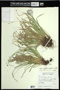 Carex pedunculata image