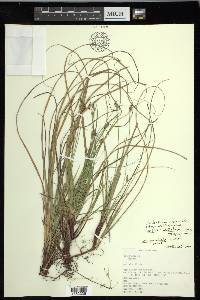 Carex peckii image