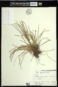 Carex pedunculata image