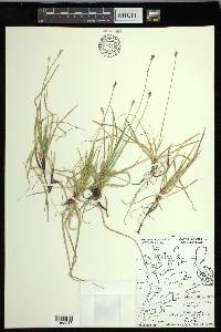 Carex peckii image