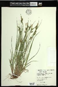 Carex pallescens image