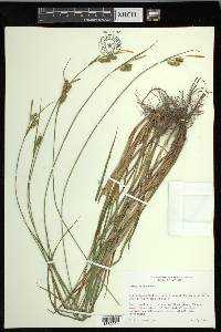 Carex pallescens image