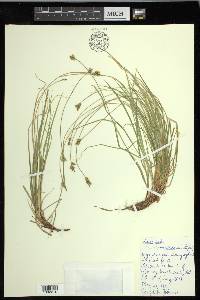 Carex peckii image