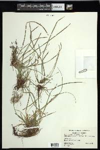 Carex pedunculata image