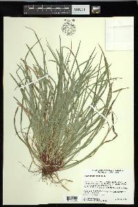 Carex pedunculata image