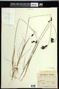 Carex petricosa image