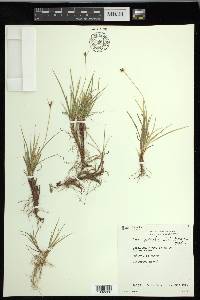 Carex peckii image