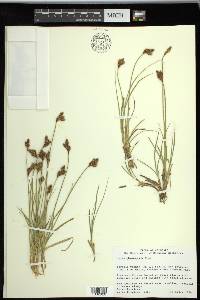 Carex phaeocephala image