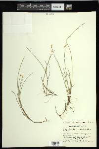 Carex pauciflora image