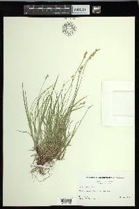 Carex peckii image