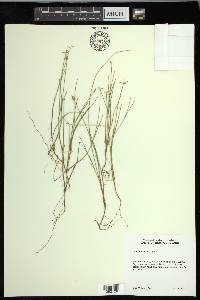 Carex pauciflora image