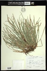 Carex pedunculata image