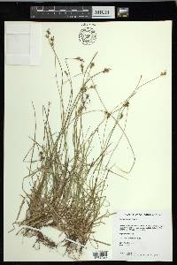 Carex peckii image