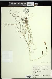 Carex petricosa image