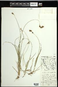 Carex phaeocephala image