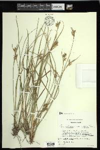 Carex pallescens image