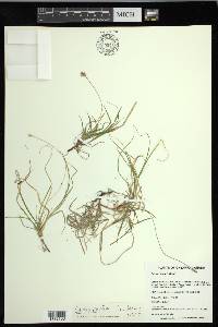 Carex peckii image