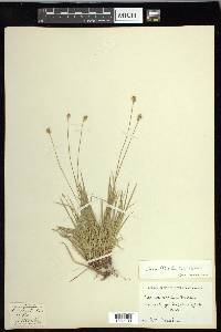 Carex peckii image