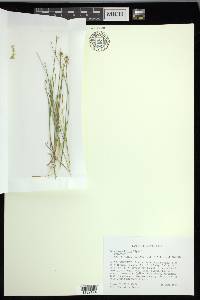 Carex pauciflora image