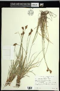 Carex phaeocephala image