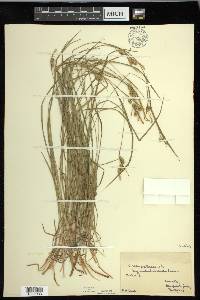 Carex pallescens image