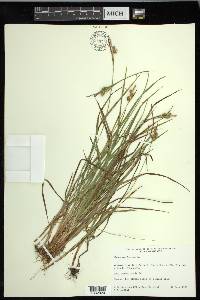 Carex pallescens image