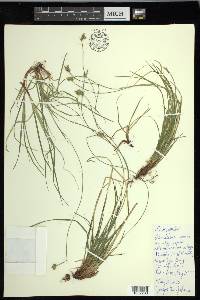 Carex peckii image