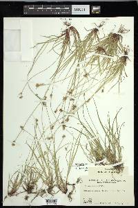 Carex peckii image
