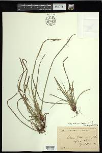 Carex pedunculata image