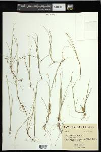 Carex pauciflora image