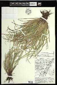 Carex pedunculata image