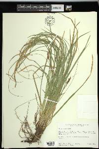 Carex picta image