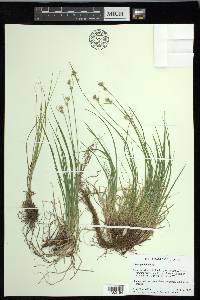 Carex peckii image