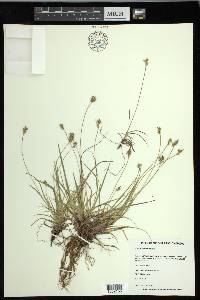 Carex peckii image