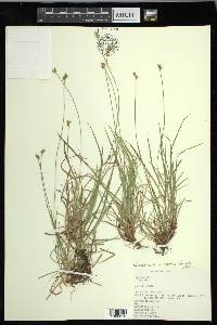 Carex peckii image