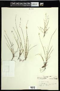 Carex pauciflora image