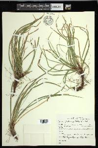 Carex pedunculata image