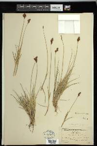 Carex phaeocephala image