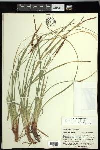 Carex picta image