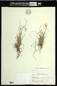 Carex peckii image