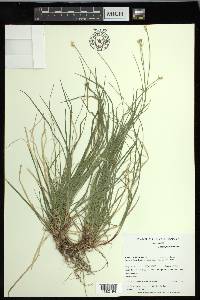 Carex peckii image