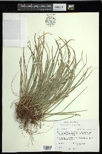 Carex pedunculata image