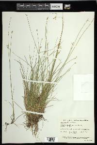 Carex pauciflora image